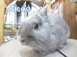 141103e.gif