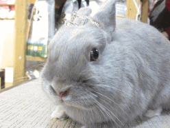 141103f.gif