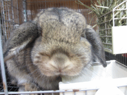 141103h.gif