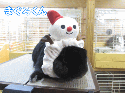 141104a.gif