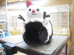 141104b.gif
