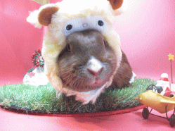 141106b.gif