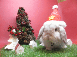 141107a2.gif