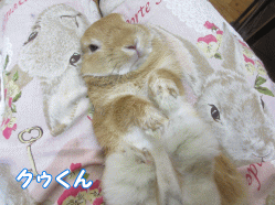 141107b1.gif