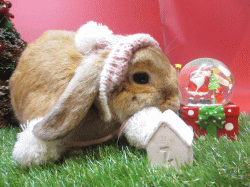 141107c2.gif