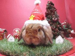 141108b.gif