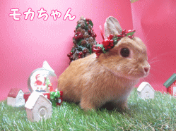 141109b1.gif
