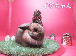 141109c1.gif