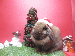 141109c2.gif
