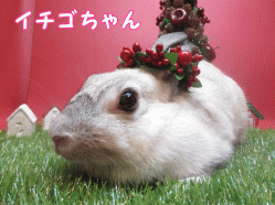 141109d1.gif