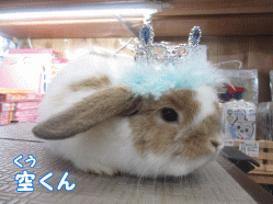 141109e1.gif