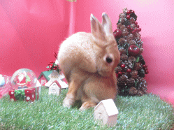 141109f2.gif