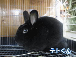141109h1.gif