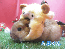 141109i1.gif