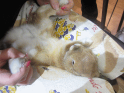 141109i2.gif