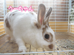141110c.gif