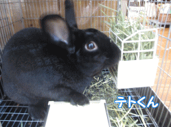 141110e.gif