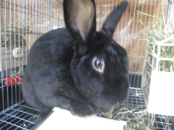 141110f.gif