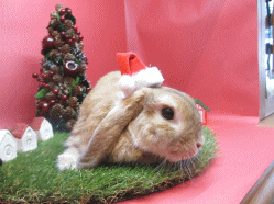 141111b.gif
