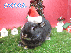 141111c.gif