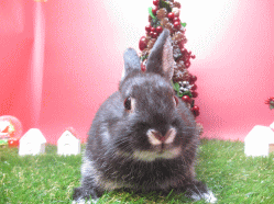 141111d.gif