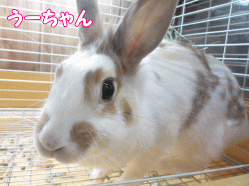 141111e.gif