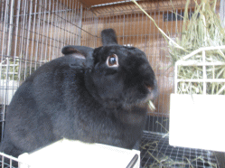 141111h.gif