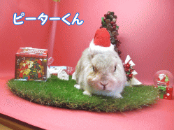 141113c.gif