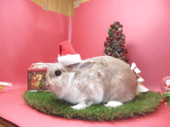 141113d.gif