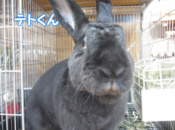 141113e.gif
