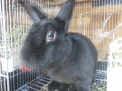 141113f.gif