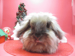 141114a2.gif