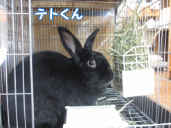 141114c1.gif