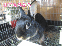 141114d1.gif