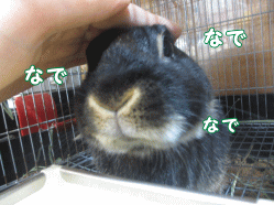 141114d2.gif