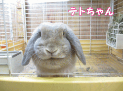 141114e1.gif