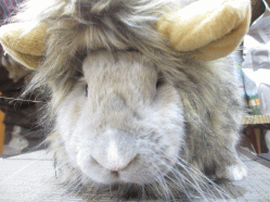 141115b.gif