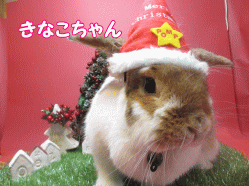 141115i.gif