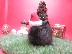 141115p.gif