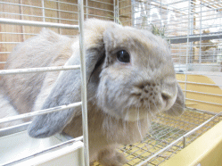 141115r.gif