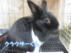 141115s.gif
