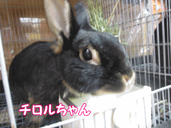 141115w.gif
