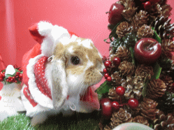 141116a2.gif