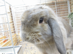 141116e2.gif