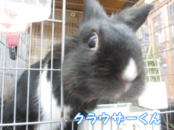 141116f1.gif