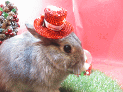 141116h2.gif