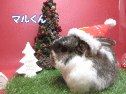 141117a.gif