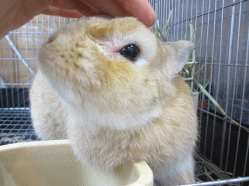 141117d.gif