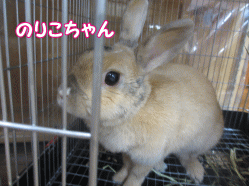 141117e.gif