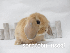 141117g.gif
